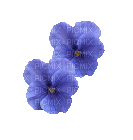 Frühling, Blumen - 免费动画 GIF