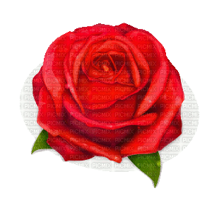 red rose (created with gimp) - Free animated GIF