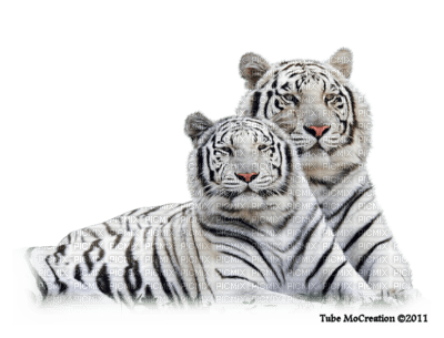 tigres - gratis png
