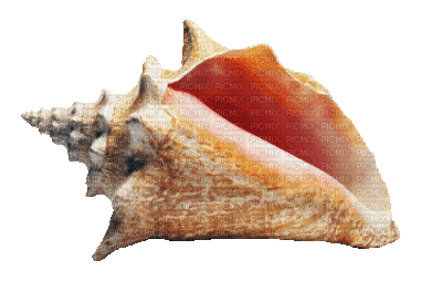 shellfish deco - Free animated GIF