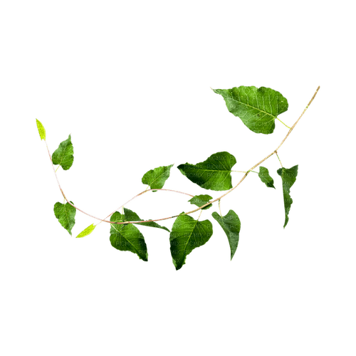kikkapink deco scrap green ivy leaves - Free PNG