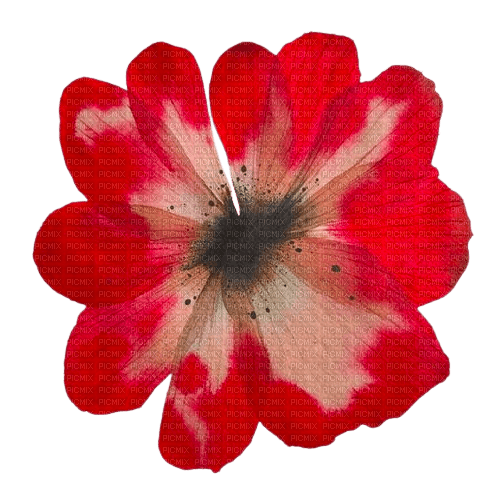 red pressed flower - nemokama png