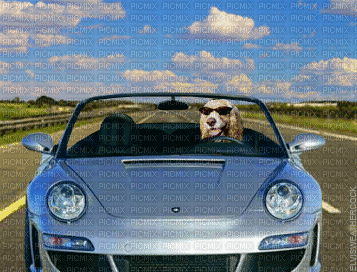 car bp - Gratis animeret GIF