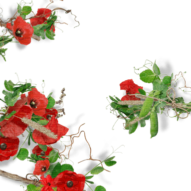 loly33 coquelicot - zdarma png