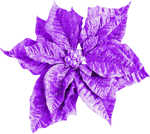 Christmas.Flower.Purple - 無料png
