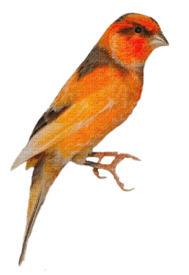 patymirabelle oiseau - ücretsiz png
