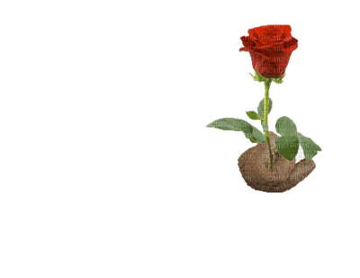 flower - 免费PNG