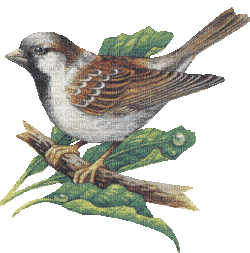 AVES - zadarmo png