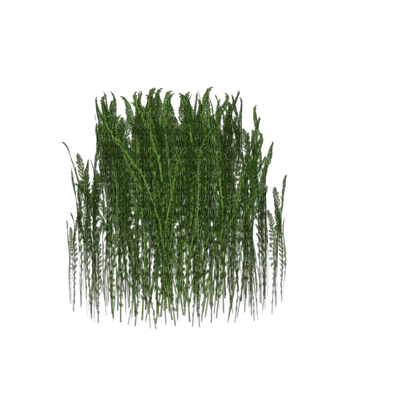 plants katrin - фрее пнг
