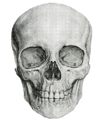 skeleton katrin - zadarmo png