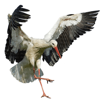 stork cigogne - png grátis