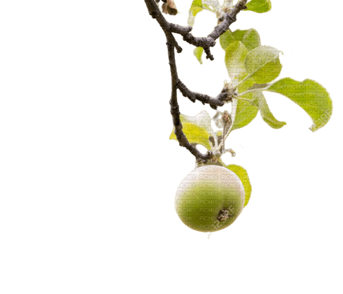 apple,tree - 免费PNG