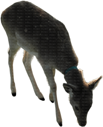 dolceluna deer - ücretsiz png