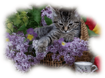 patymirabelle fleurs fond et chat - 無料png