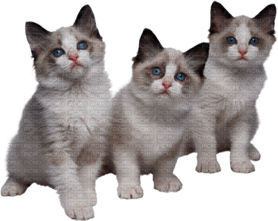 Kaz_Creations Cats Cat Kittens Kitten - kostenlos png