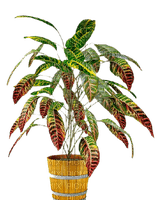 PLANT IN DE POT - Free PNG
