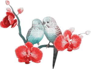 soave deco summer tropical bird parrot branch - фрее пнг