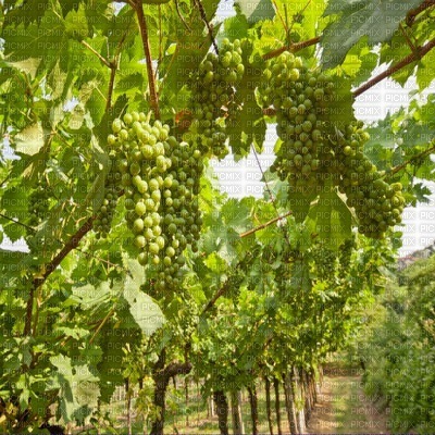 fond vineyard bp - Free PNG