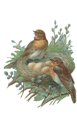 Kaz_Creations Birds Nest - фрее пнг