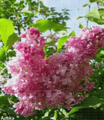 Background Lilac - GIF animado gratis