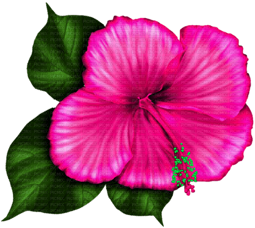 Tropical.Flower.Pink - 免费PNG