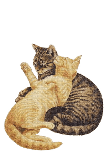 Zwei Katzen, cats - kostenlos png