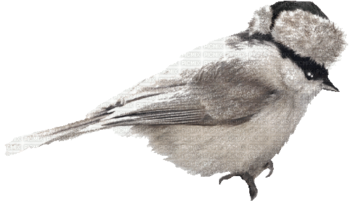 vogel bird winter milla1959 - Бесплатный анимированный гифка