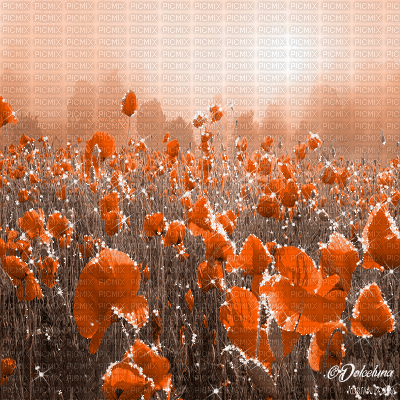 dolceluna poppy poppies field animated background - GIF เคลื่อนไหวฟรี