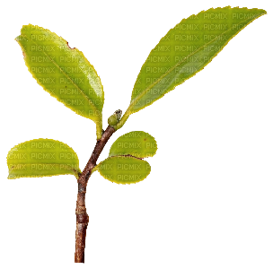 Leaves twig zweig ramita brindille - δωρεάν png