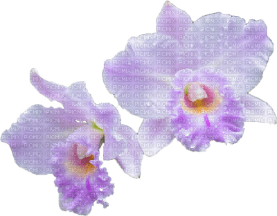 orchids  purple bp - ücretsiz png