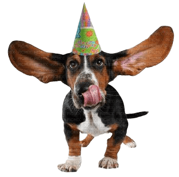 dog chien hund animal tube hunde dogs chiens animals animaux fun birthday anniversaire geburtstag party fest - ilmainen png