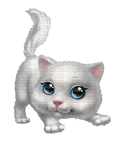 chat blanc-white cat
