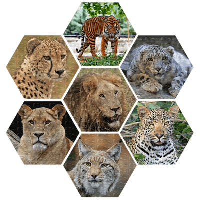 Africa animals bp - PNG gratuit