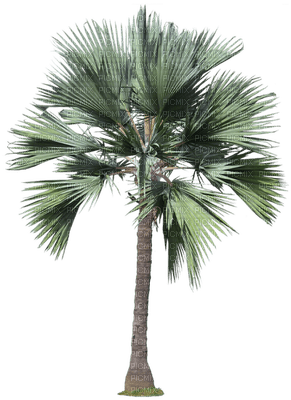 palmera - ilmainen png