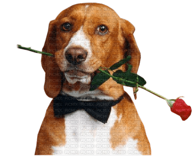 Kaz_Creations Animals Dogs Dog Pup - бесплатно png