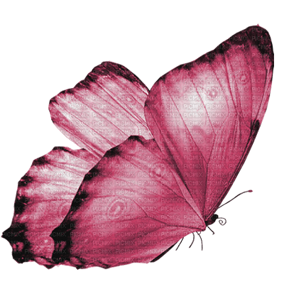 mariposa rosa deco dubravka4 - zdarma png