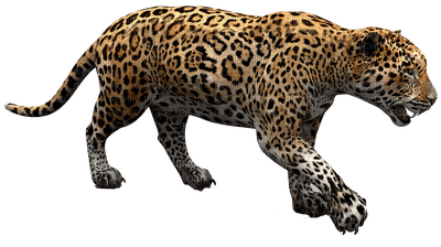 jaguar - zdarma png