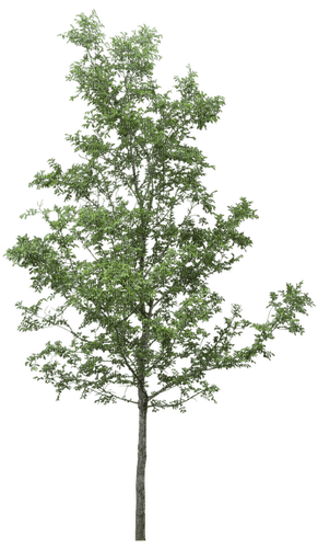 tree 2 - ingyenes png