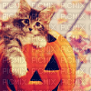 pumpkin kitten - nemokama png