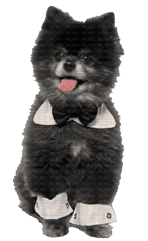 Pomeranian - GIF animado gratis