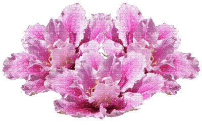 Fleurs - Бесплатный анимированный гифка