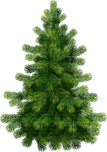 träd-gran----tree - gratis png