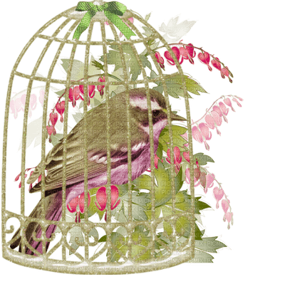 patymirabelle oiseau dans cage - gratis png