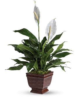Kaz_Creations Deco Flowers Vase Colours Plant - безплатен png