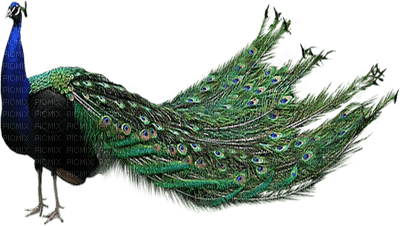 Kaz_Creations Peacock Peacocks Birds Bird - 免费PNG
