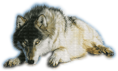 wolf bp - 免费PNG