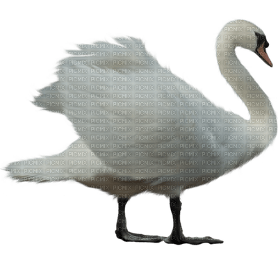 Kaz_Creations  Birds Bird Swan - png gratuito