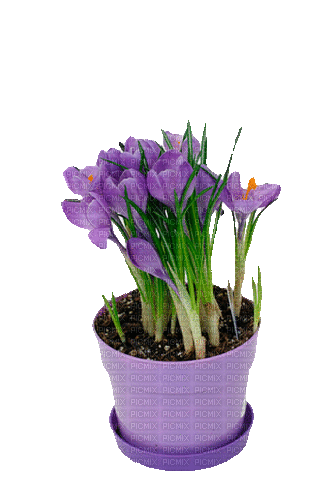 Blumen, Krokusse, Flowers - GIF animado grátis
