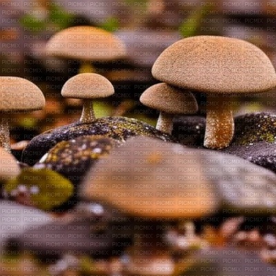 Brown Mushroom Background - Free PNG