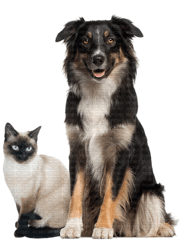 dog chien chat cat katze animals - Free PNG